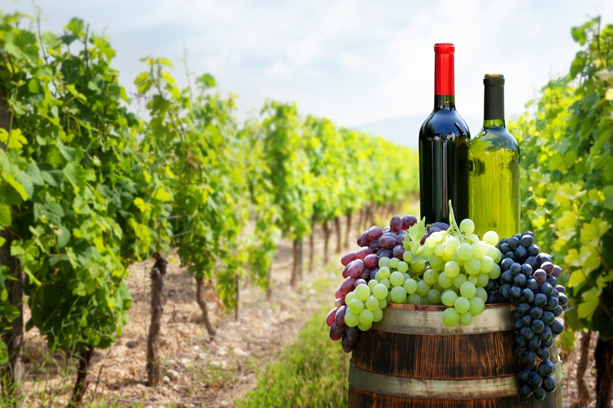 Vini cileni: caratteristiche, abbinamenti e zone di produzione Vini cileni: caratteristiche, abbinamenti e zone di produzione